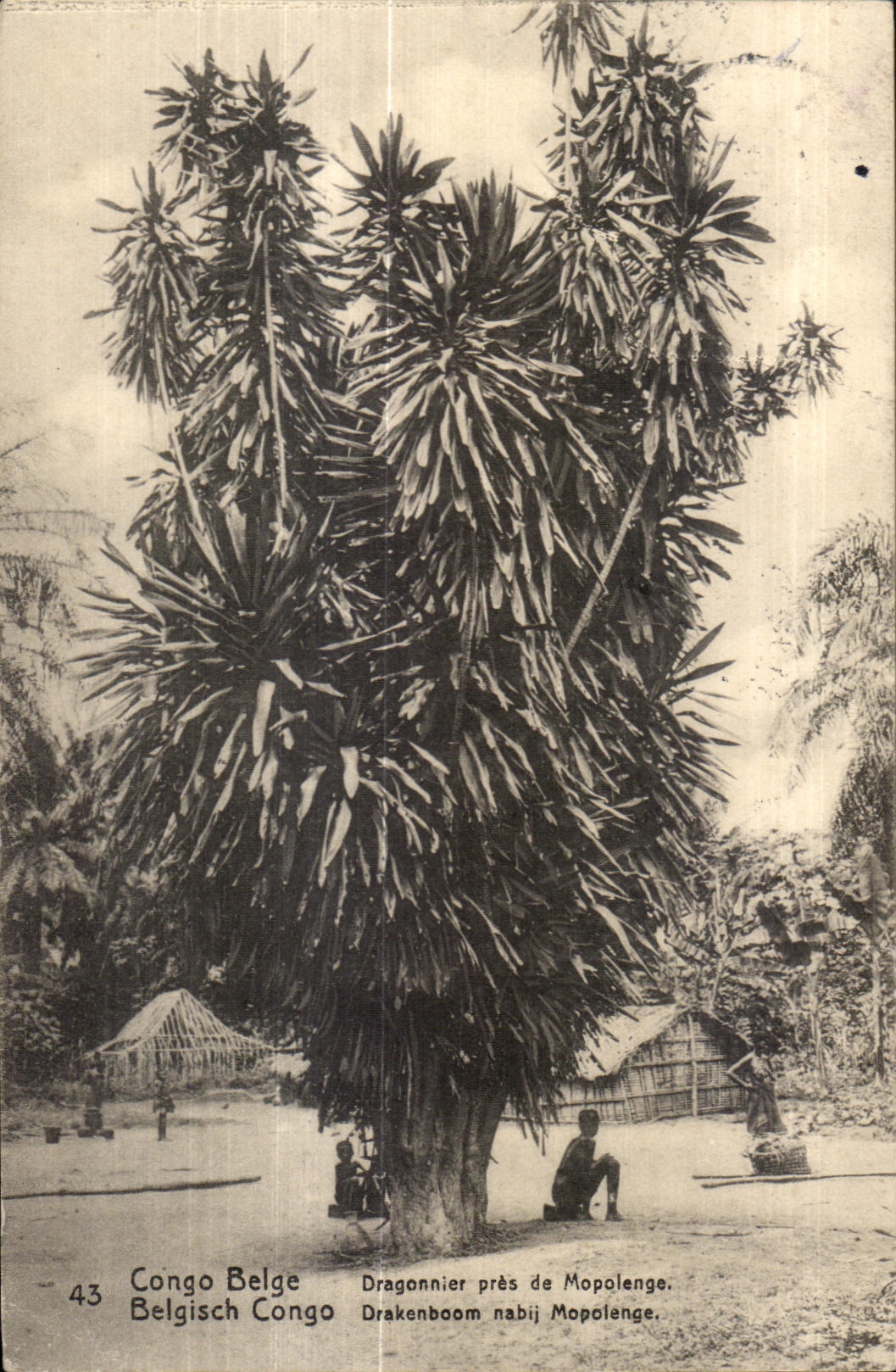 CPA Congo Belge Belgisch Congo Dragonnier pres de Mopolengo Drakenboom nabij Mopolenge