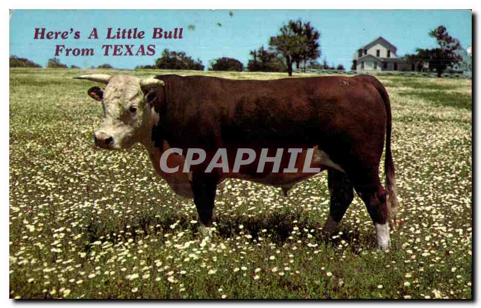 CPA here s A Little Bull From Texas