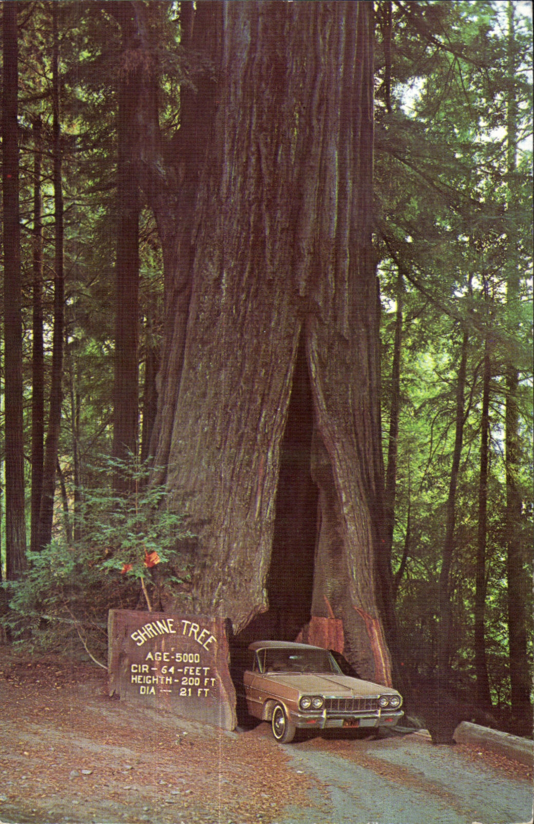 CPA Redwood Empire Shrine Drive Thru Tree Myers Flat Avenue orf the Gaints