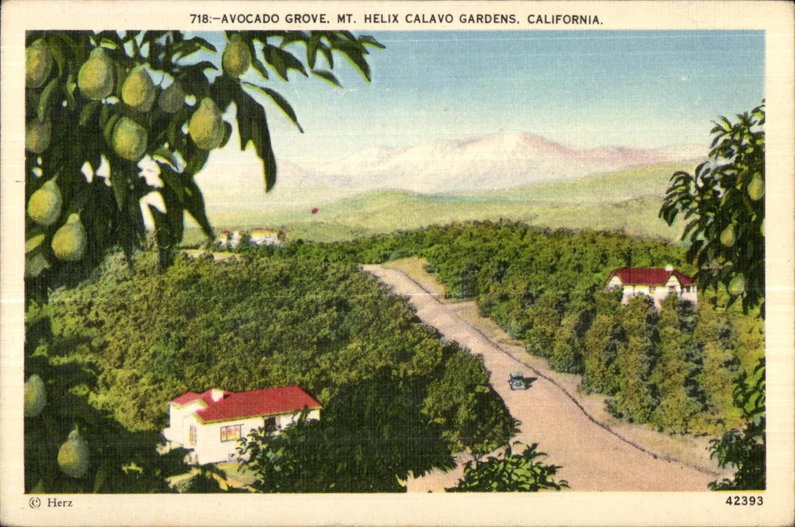 CPA Avocado Grove Helix Calavo Gardens California 