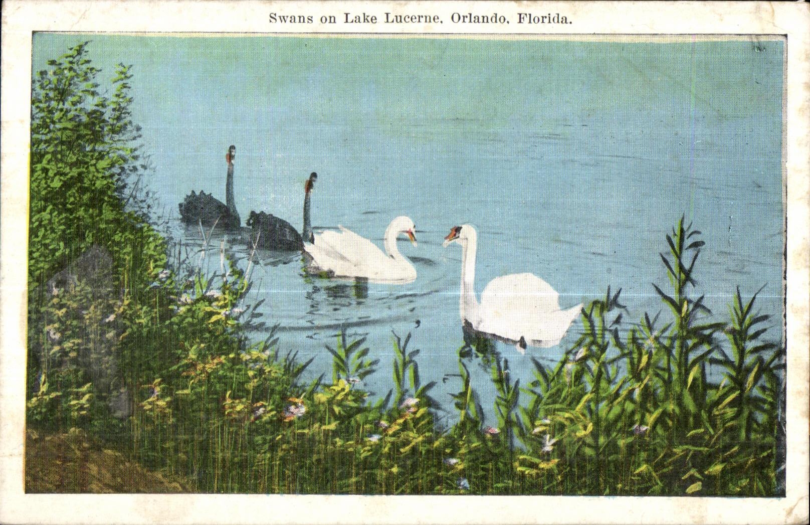 CPA Swans on Lake Lucerne Orlando Florida Cygne