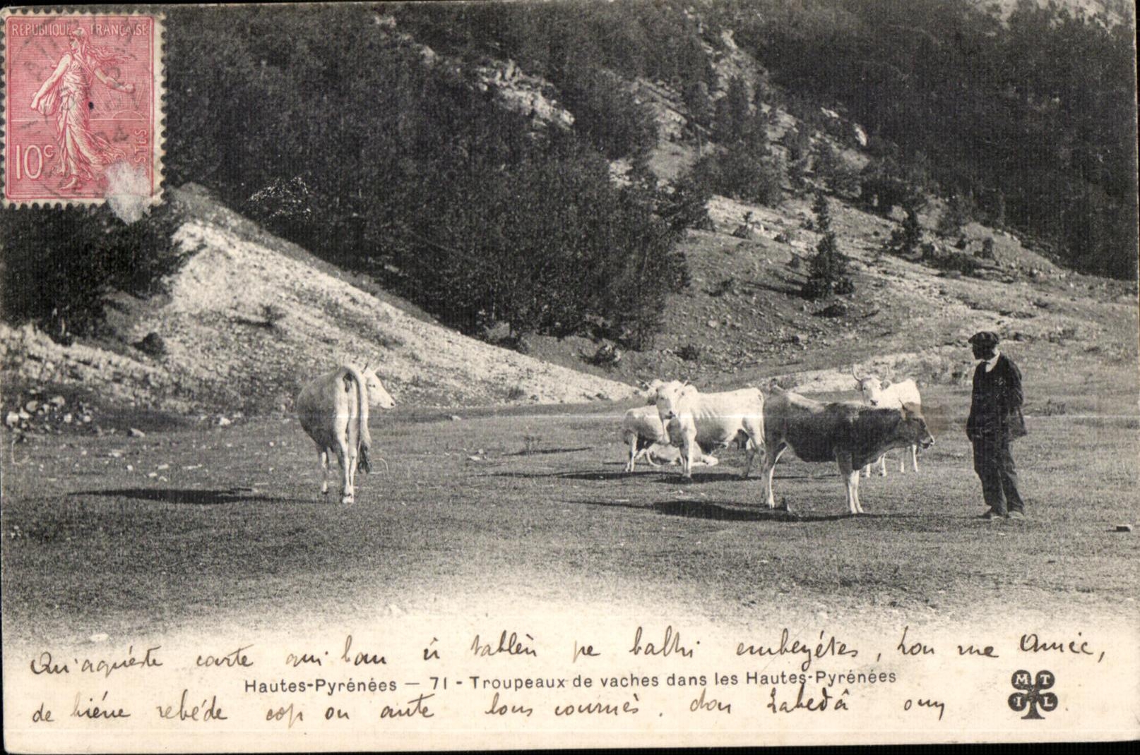 Troupeaux de vaches dans les Hautes-Pyrénées — Hautes-Pyrénées — 71 — éditeur MT