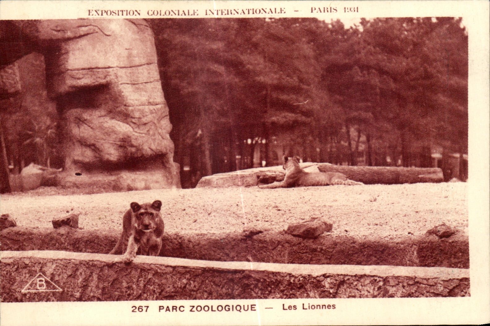 CPA Parc Zoologique Les Lionnes Zoo Vincennes