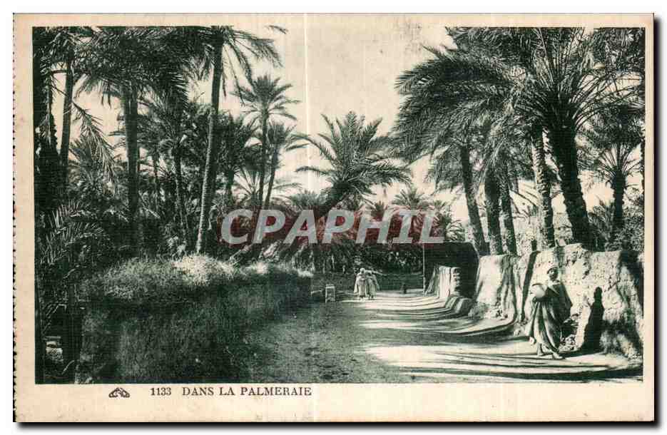 CPA Algerie Dans La Palmeraie