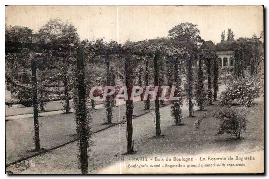 CPA Paris Bois de boulogne La Roseraie de Bagatelie