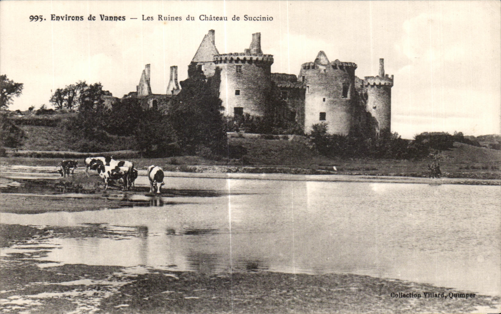 CPA Environs de Vannes Les Ruines du Chateau de Succinio Vaches 