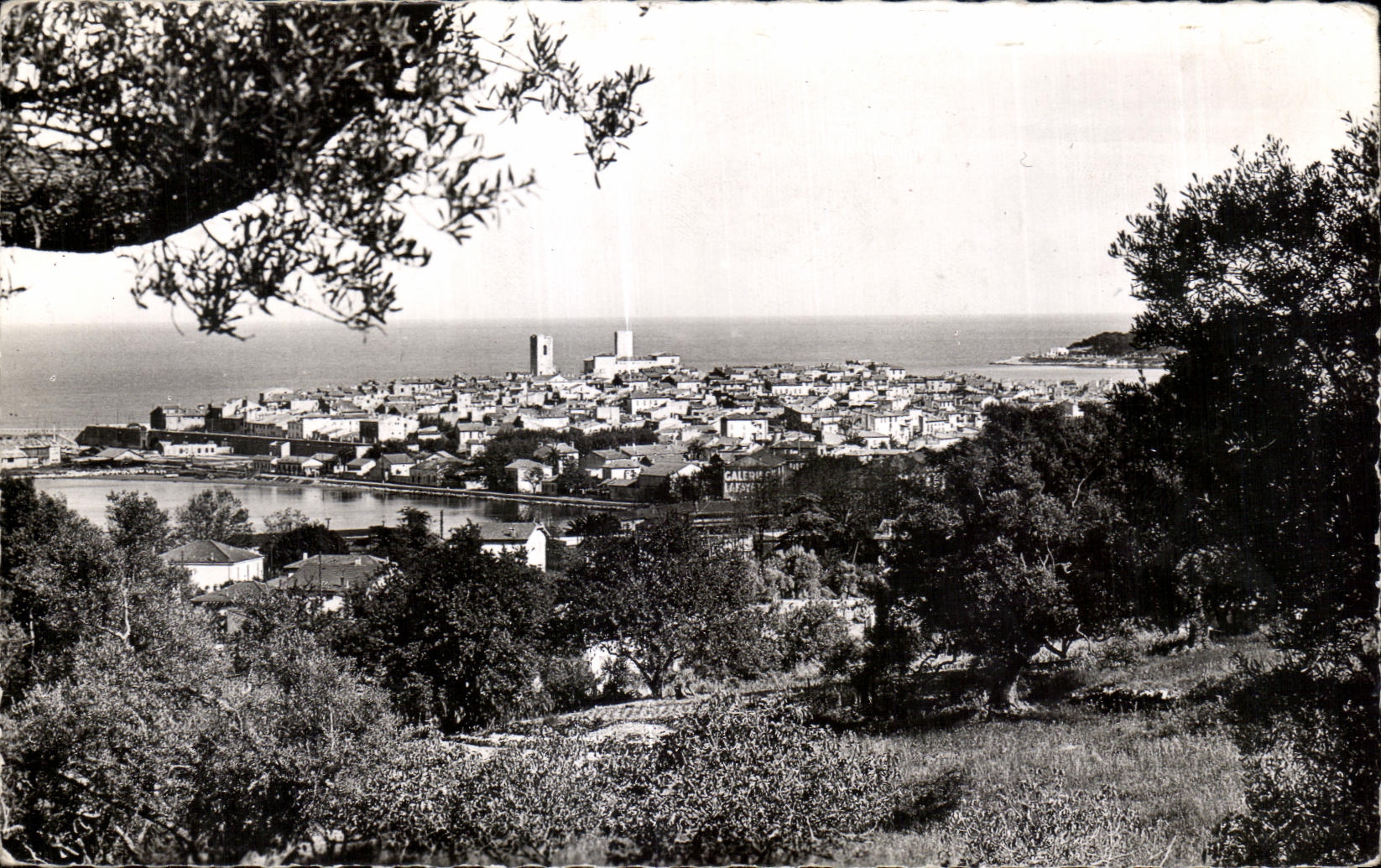CPA Antibes Vue generale a Travers les oliviers