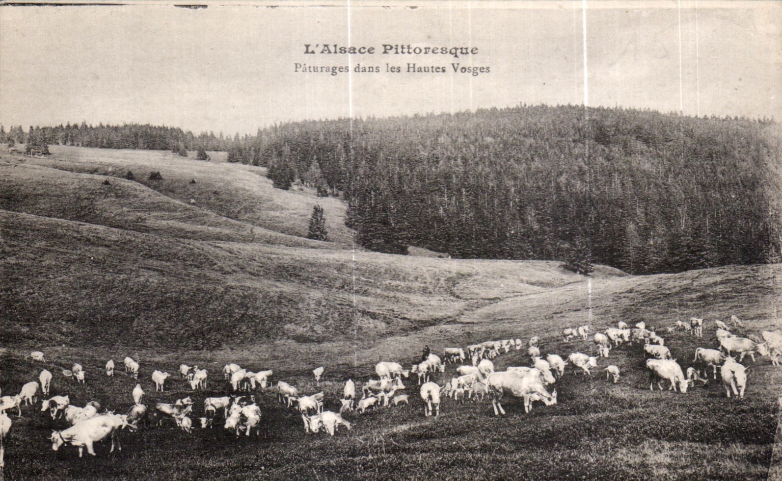 Pâturages dans les Hautes Vosges — L'Alsace Pittoresque — CPAPHIL 88