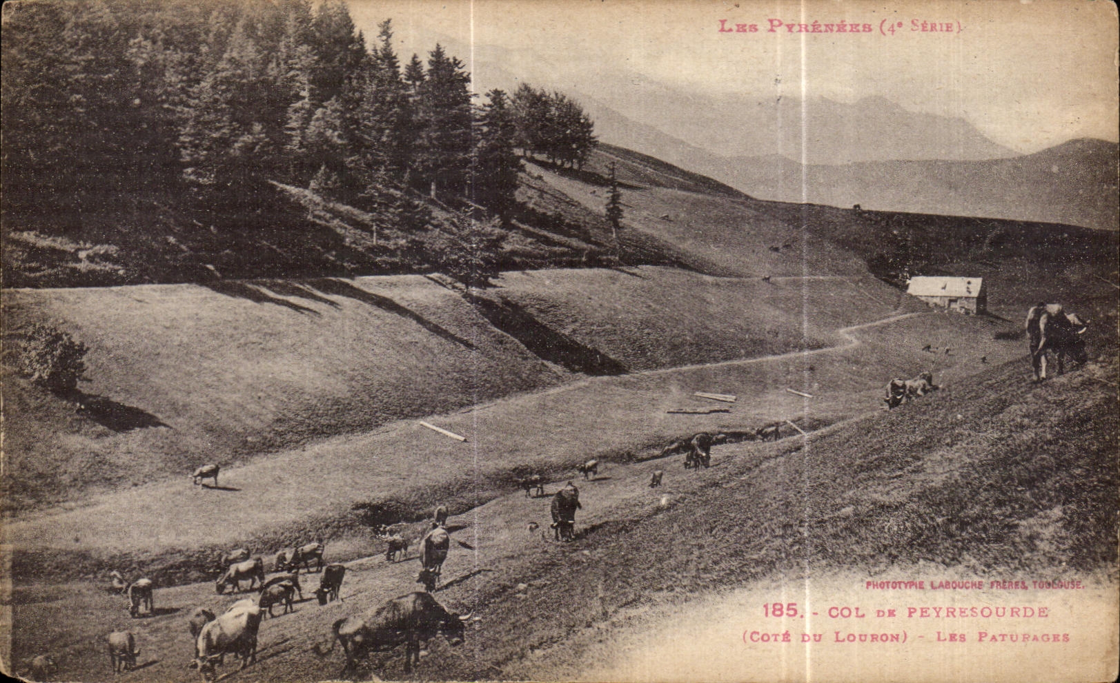 CPA Les Pyrenees Col de Peyresourde (Cote du Louron) Les paturages