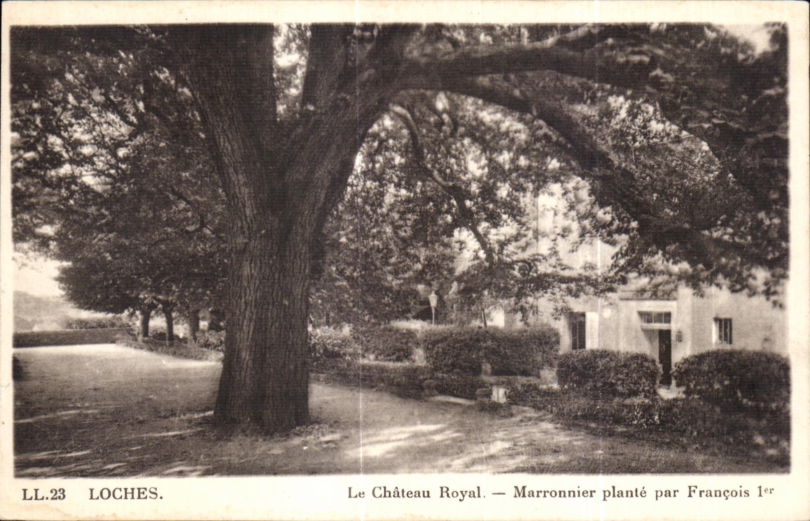 CPA Loches Le Chateau Royal Marronnier plante par Francois 1er