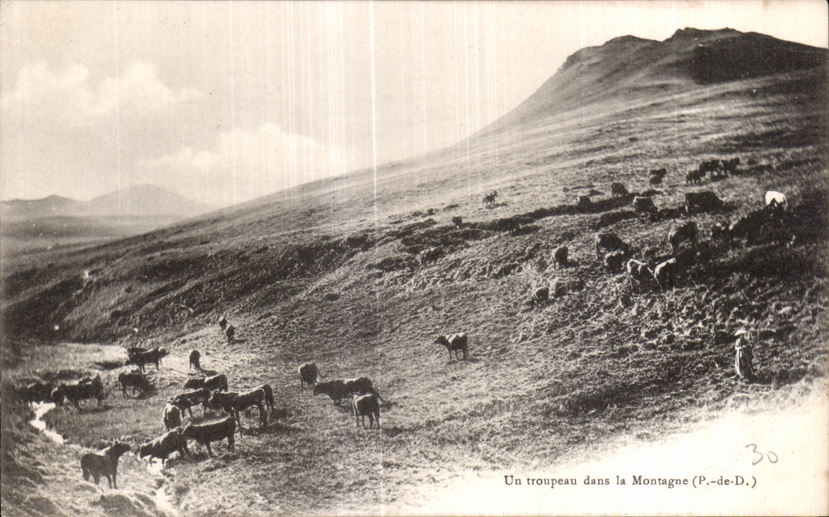 CPA Un troupeau deans la Montagne Auvergne Vaches