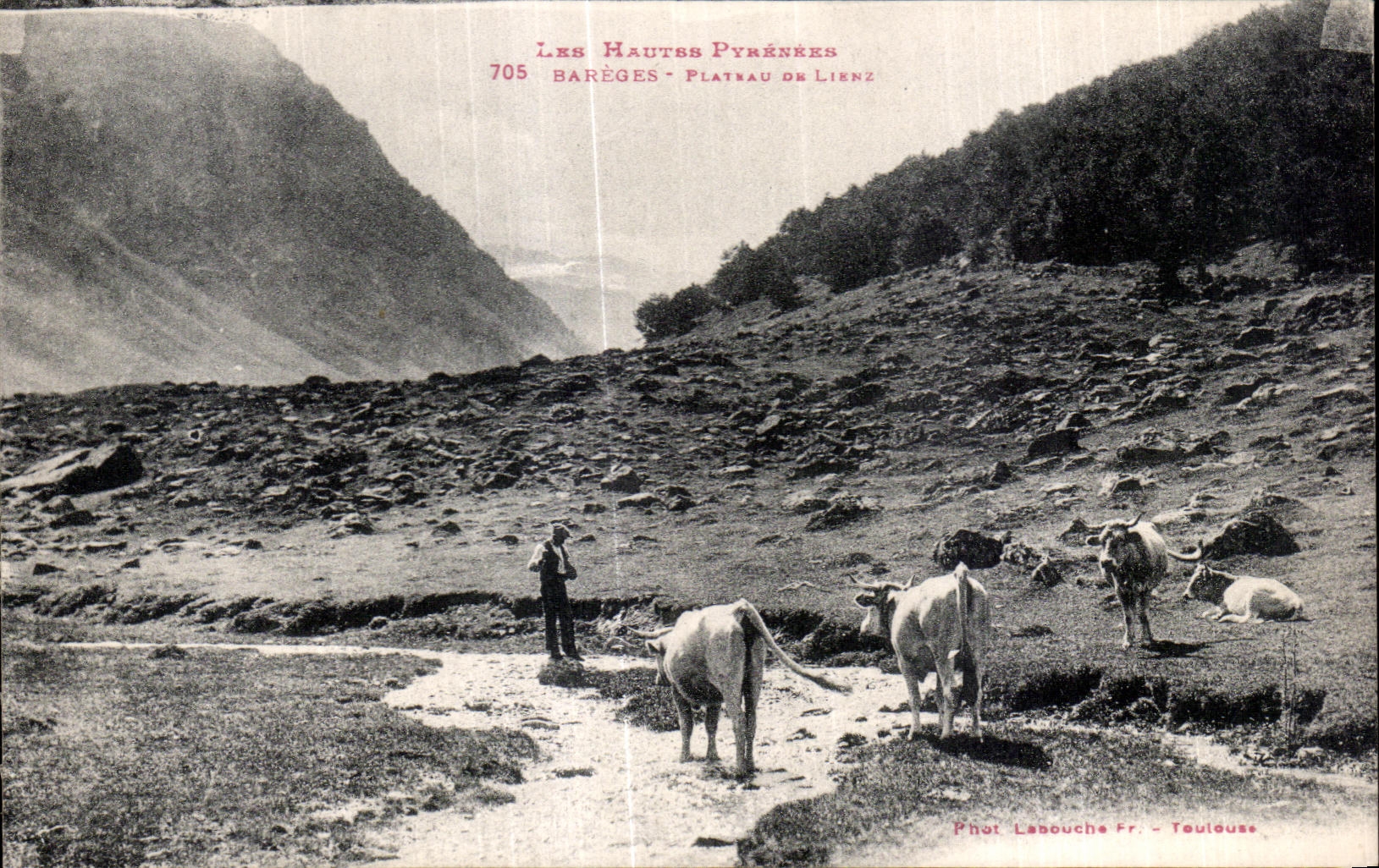 CPA Les Hautes Pyrenees Bareges Plateau De Lienz Berger et vaches