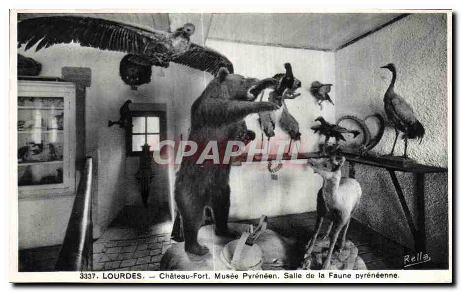 CPA Lourdes Chateau Fort Musee Pyreneen Salle de la Faune Pyreneenne Ours Aigle 