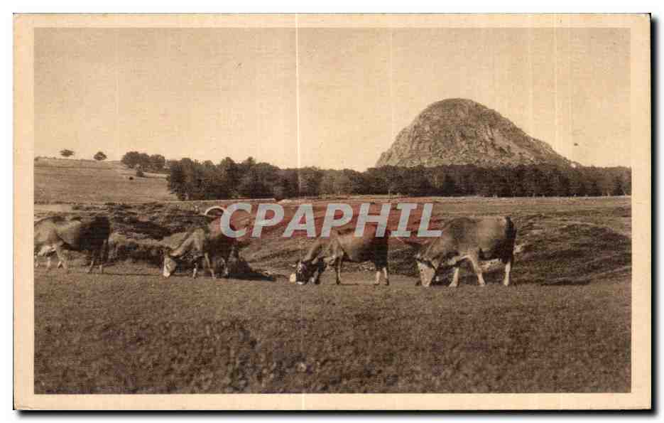 Le Mont GERBIER-dés-JONCS (Ardèche) — Altitude 1.000 m — Un troupeau en pâturage — Éditions artistiques Haond Colispi, Lac d’Issarlès (Ardèche)