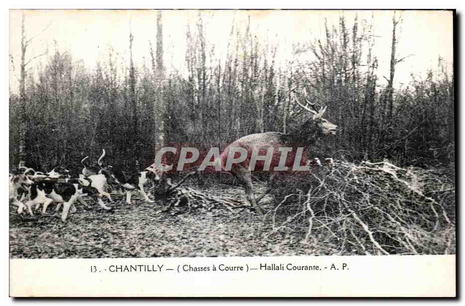 Chantilly — Chasses à Courre — Hallali Courante — A. P.