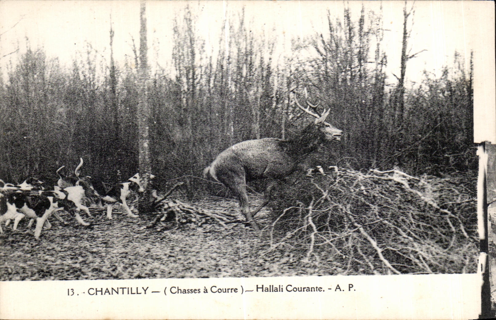 CPA Chantilly (Chasses a Courre) Hallali Courante Cerf et chiens Dogs Hunting 