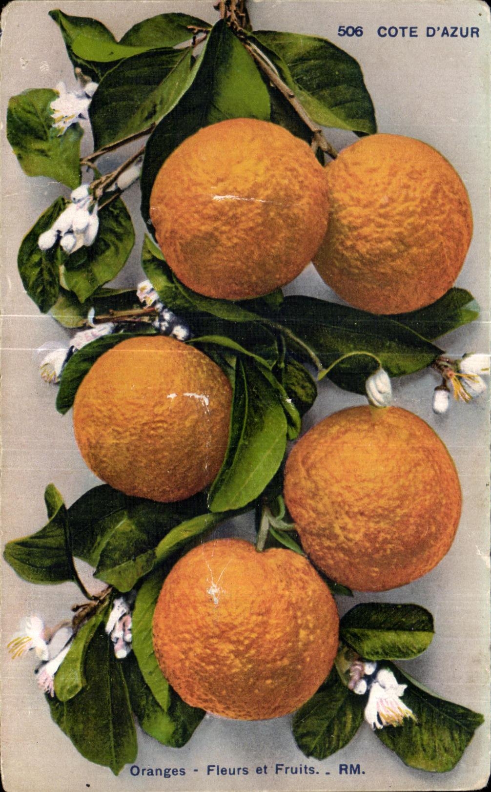 CPA Oranges Fleurs et Fruits Cote d Azur