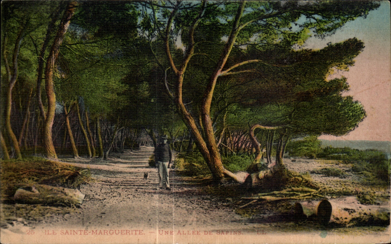 CPA Ile Saint Margurite Une Allee De sapins