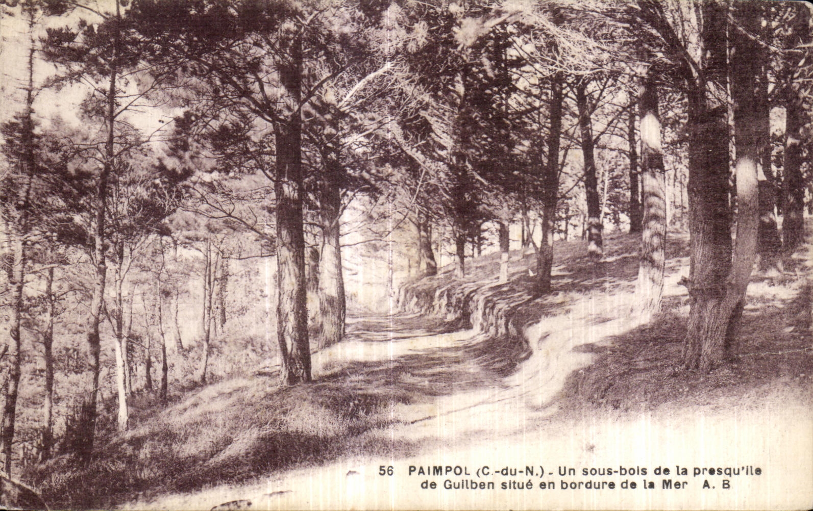 Paimpol (C.-du-N.) — Un sous-bois de la presqu'île de Guillaume en bordure de la mer — A. B.