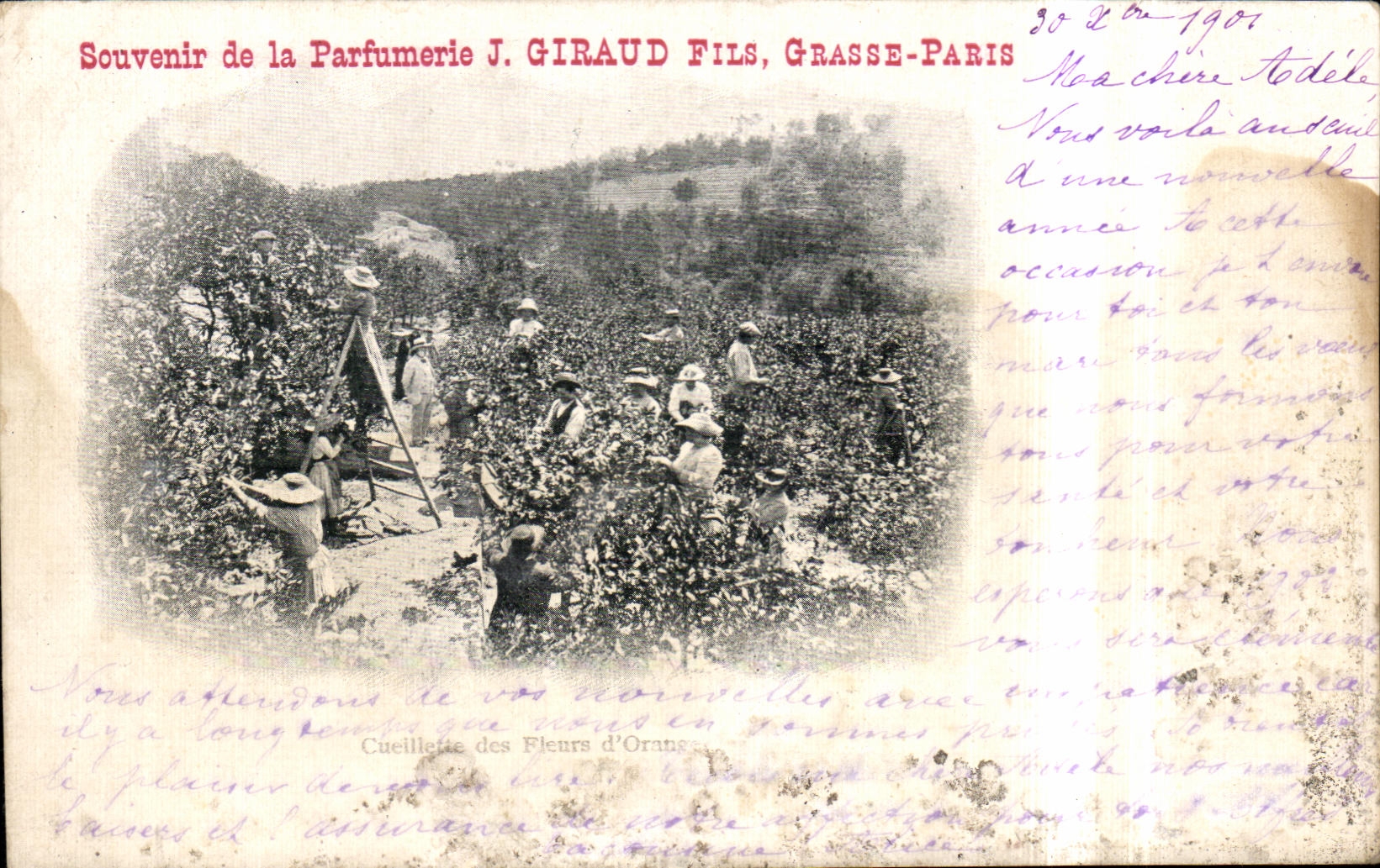 CPA Souvenir de la Parfumerie Giraud Fils Grasse paris Cueillette des fleurs d orangers