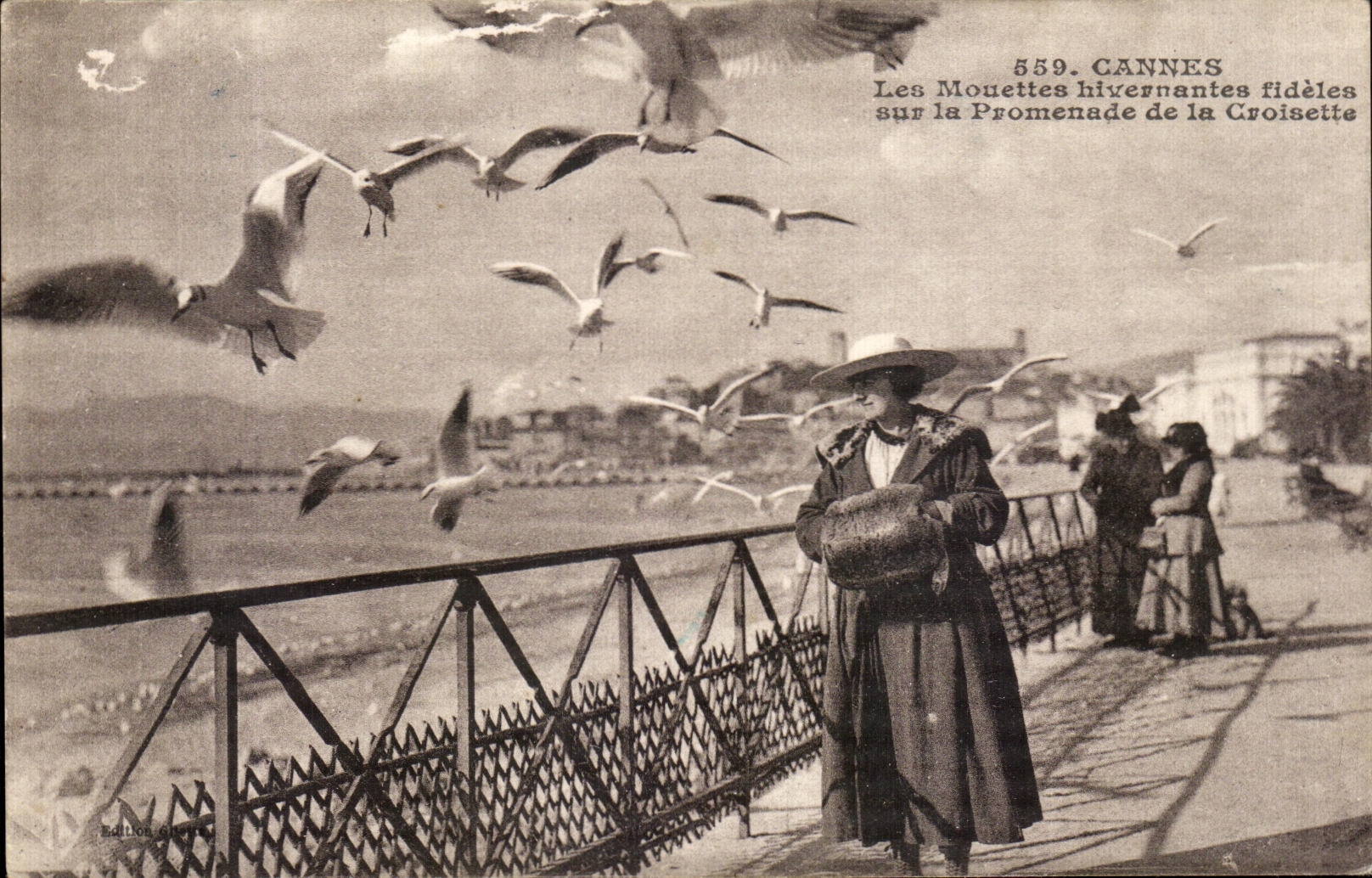Cannes — Les Mouettes hivernantes fidèles sur la Promenade de la Croisette — Édition Gietty, n° 559