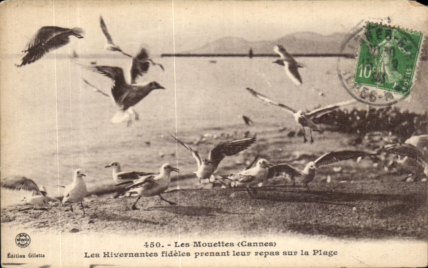 CPA Les Mouttes Cannes Les Hivernantes fideles Prenant leur repas sur la Plage