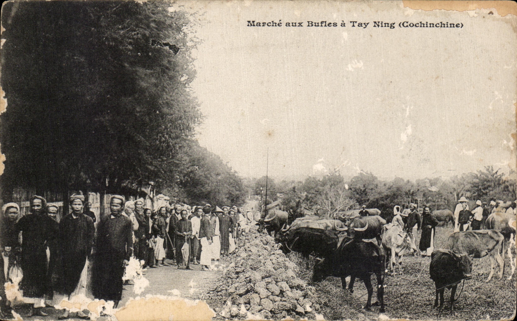 CPA Marche aux Bufles a Tay Ning Cochinchine Vietnam indochine