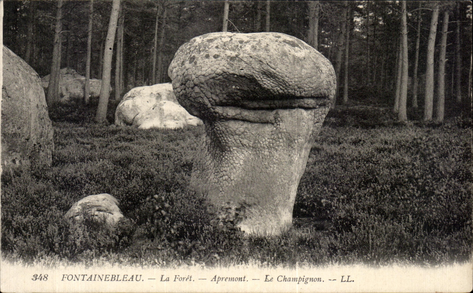 Fontainebleau — La Forêt — Apremont — Le Champignon — LL. — N° 348