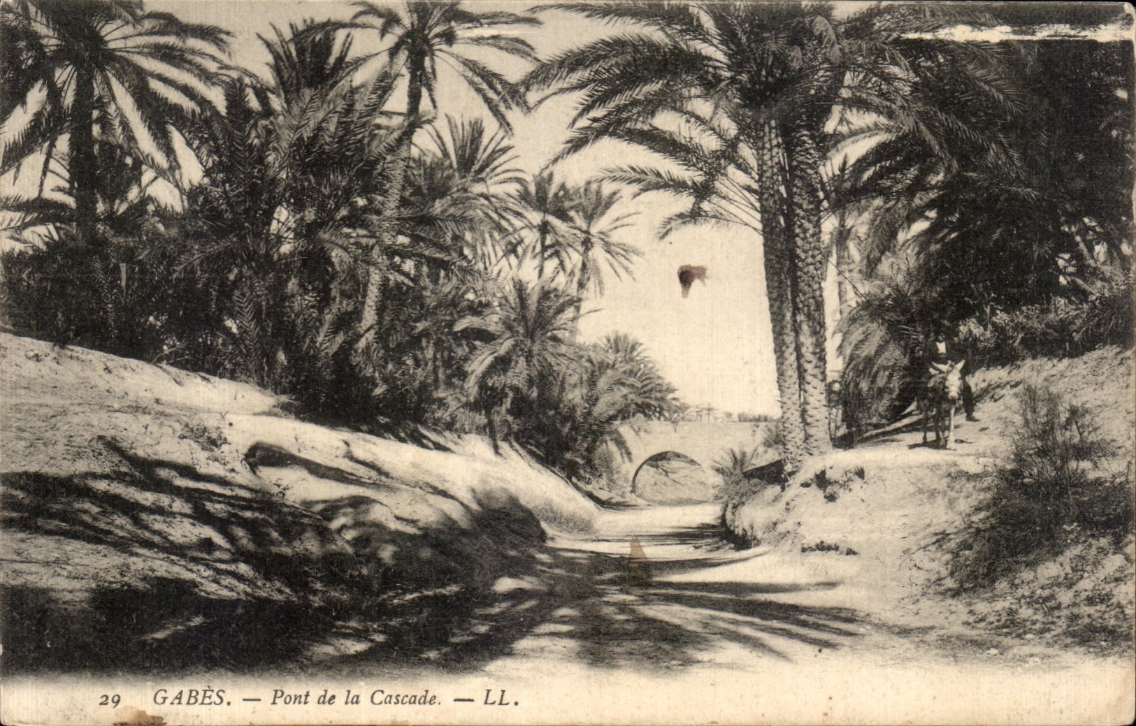 CPA Tunisie Gabes Pont de la Cascade Ane Donkey