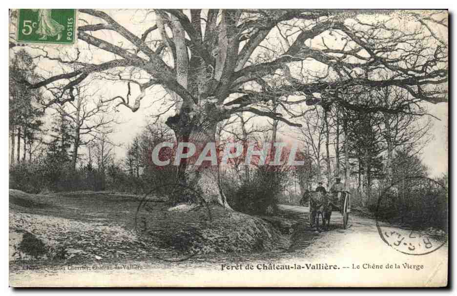CPA Foret de Chateau la Valliere Le Chene de la Vierge