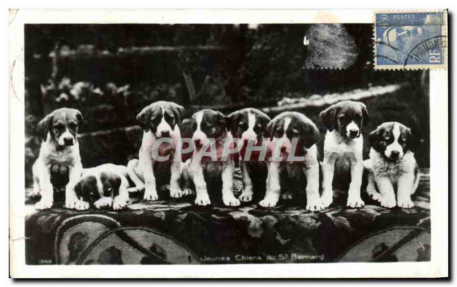 CPA Jeunes chiens de St Bernard Dogs 