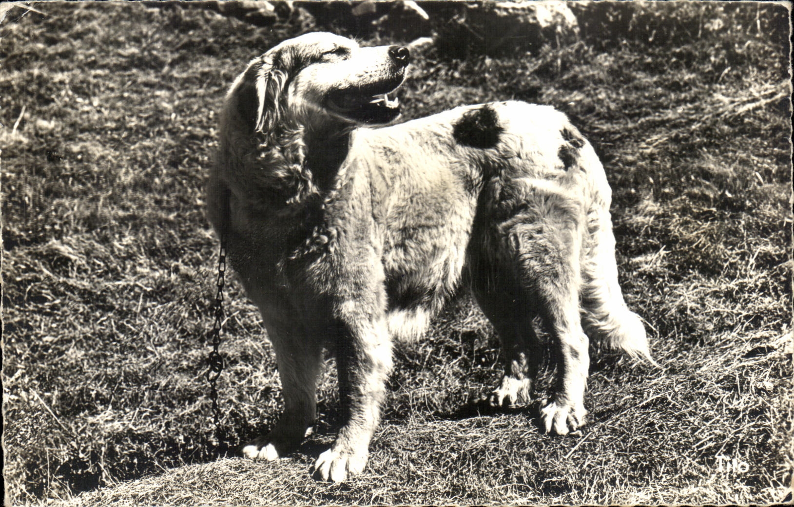 CPA Vallee D Aure Chienne des Pyrenees Dog