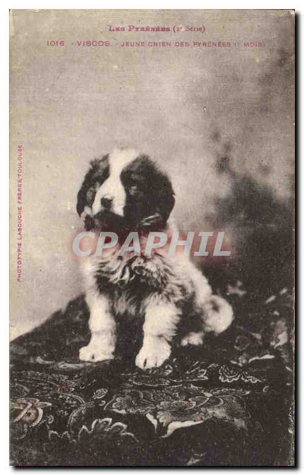 CPA Les Pyrenees Viscos Jeune Chien Des Pyrenees Dog