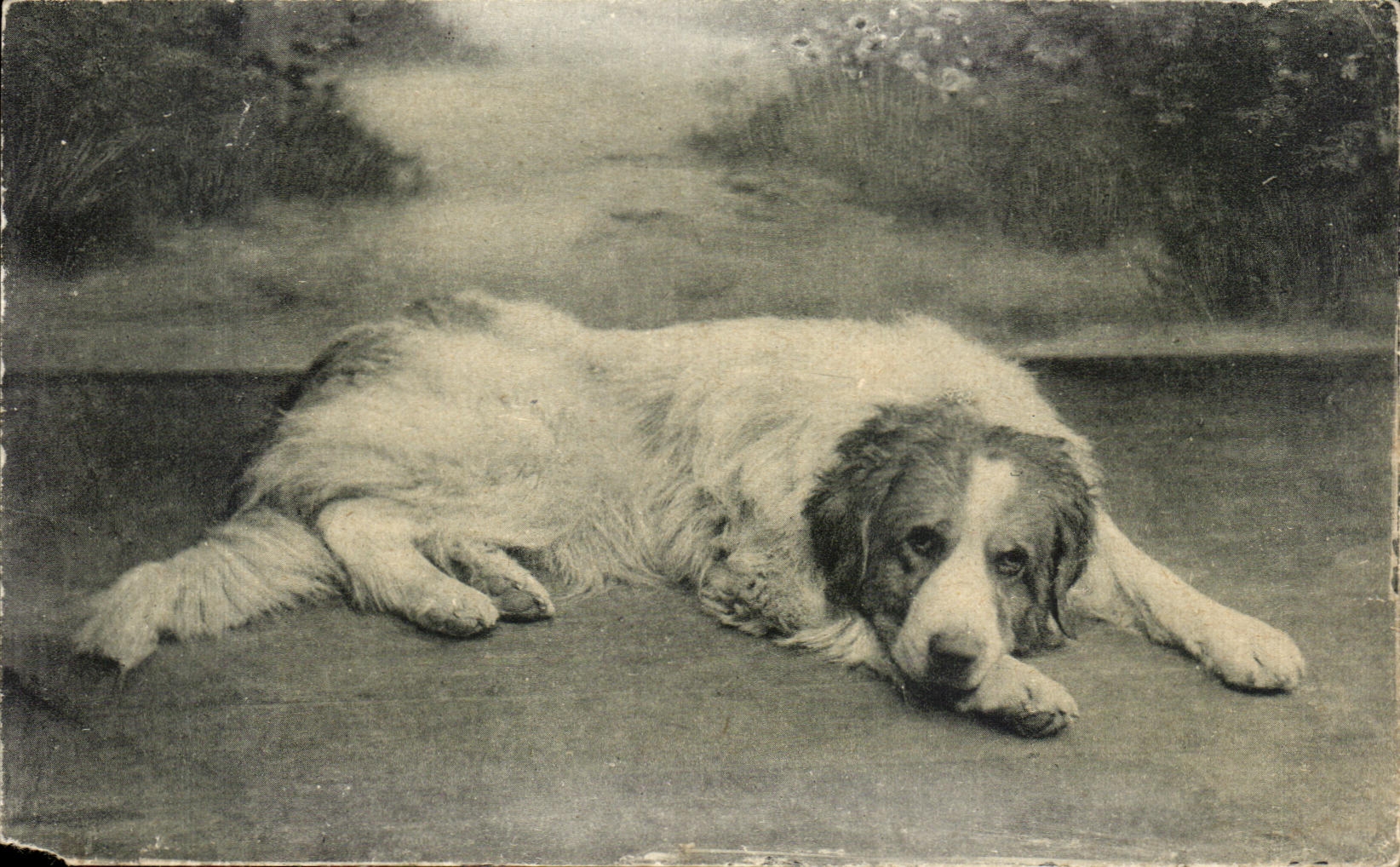 CPA Les Pyrenees Chien Des Pyrenees Dog