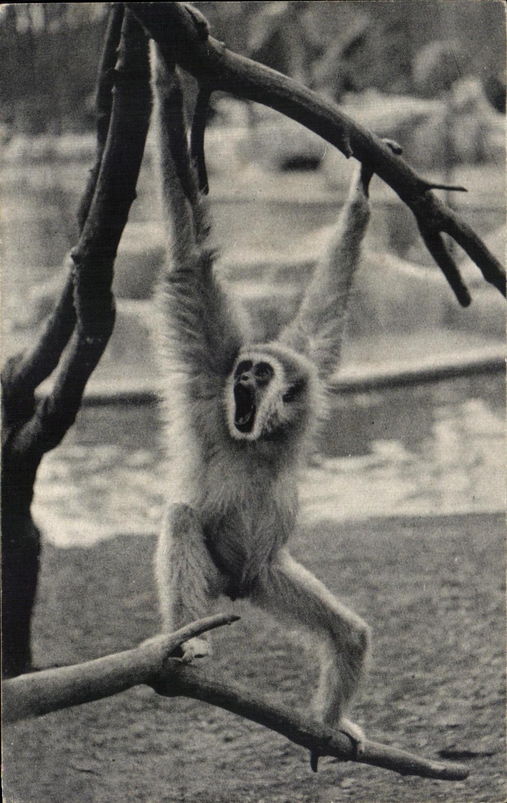 CPA Museum National D Histoire Naturelle Parc Zoologique Du Bois De Vincennes Paris Vincennes