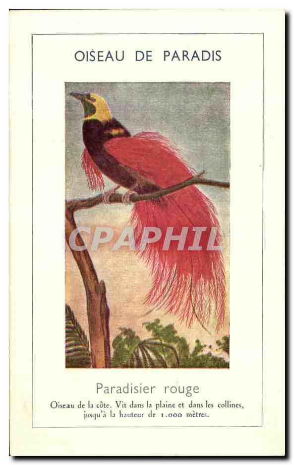 CPA Oiseau De Paradis Paradisier rouge Papua Nouvelle Guinee Guinea