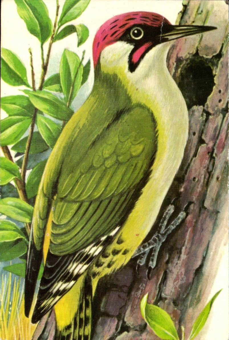 Image oiseau Bird pic vert