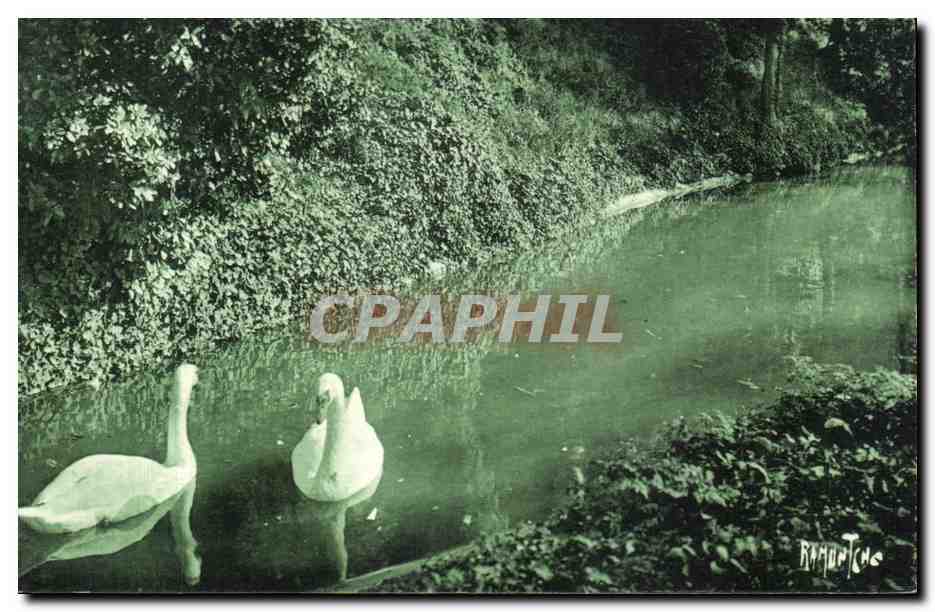 CPA Angouleme Au Jardin Vert Cygne Swan Oiseau bird