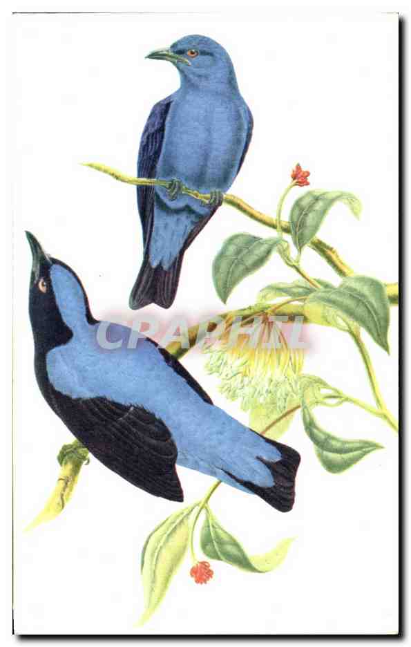 CPA Oiseaux Birds Oiseaux bleus des fees