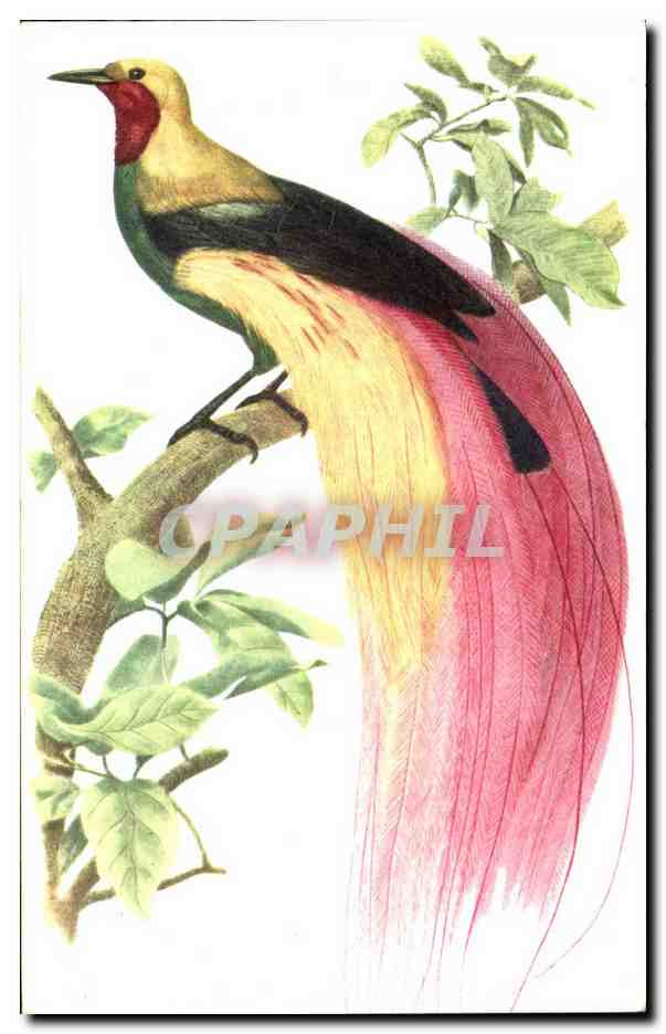 CPA Oiseaux Birds Paradisier Grand Emeraude