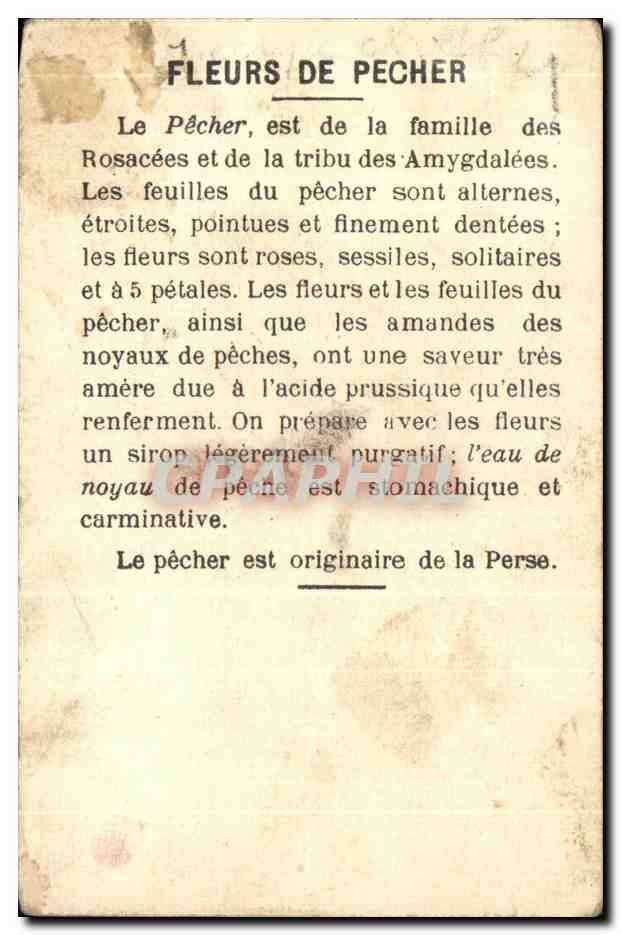 IMage Oiseaux Birds Fleurs de pecher et Bouvreuil — Verso