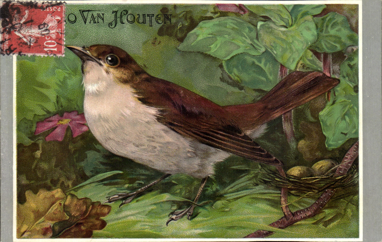 CPA Oiseaux Birds Chocolat Van Houten Cacao