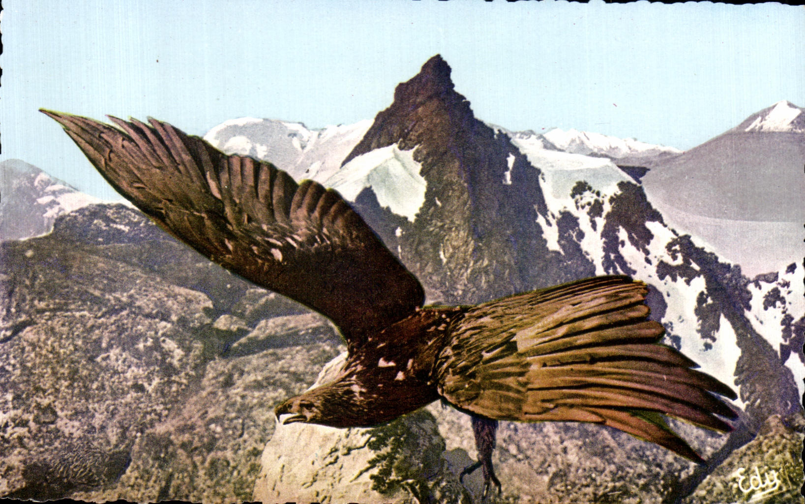 CPA Les Alpes Pittoresques Aige royal Eagle