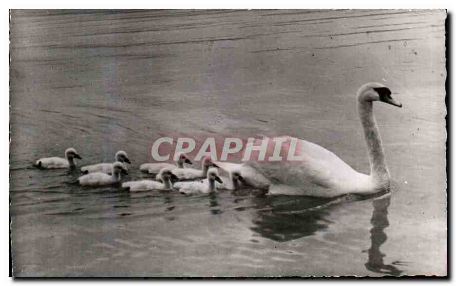 Mère cygne et petits cygnes — Ancey, France — G. ROBAT-MIGNOD