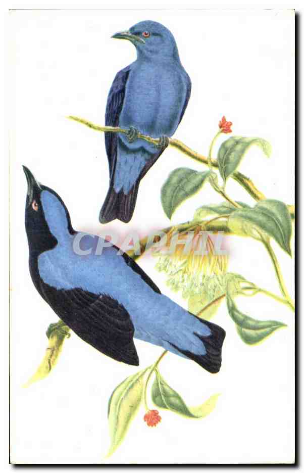 CPA Oiseaux Birds Oiseaux bleus des Fees