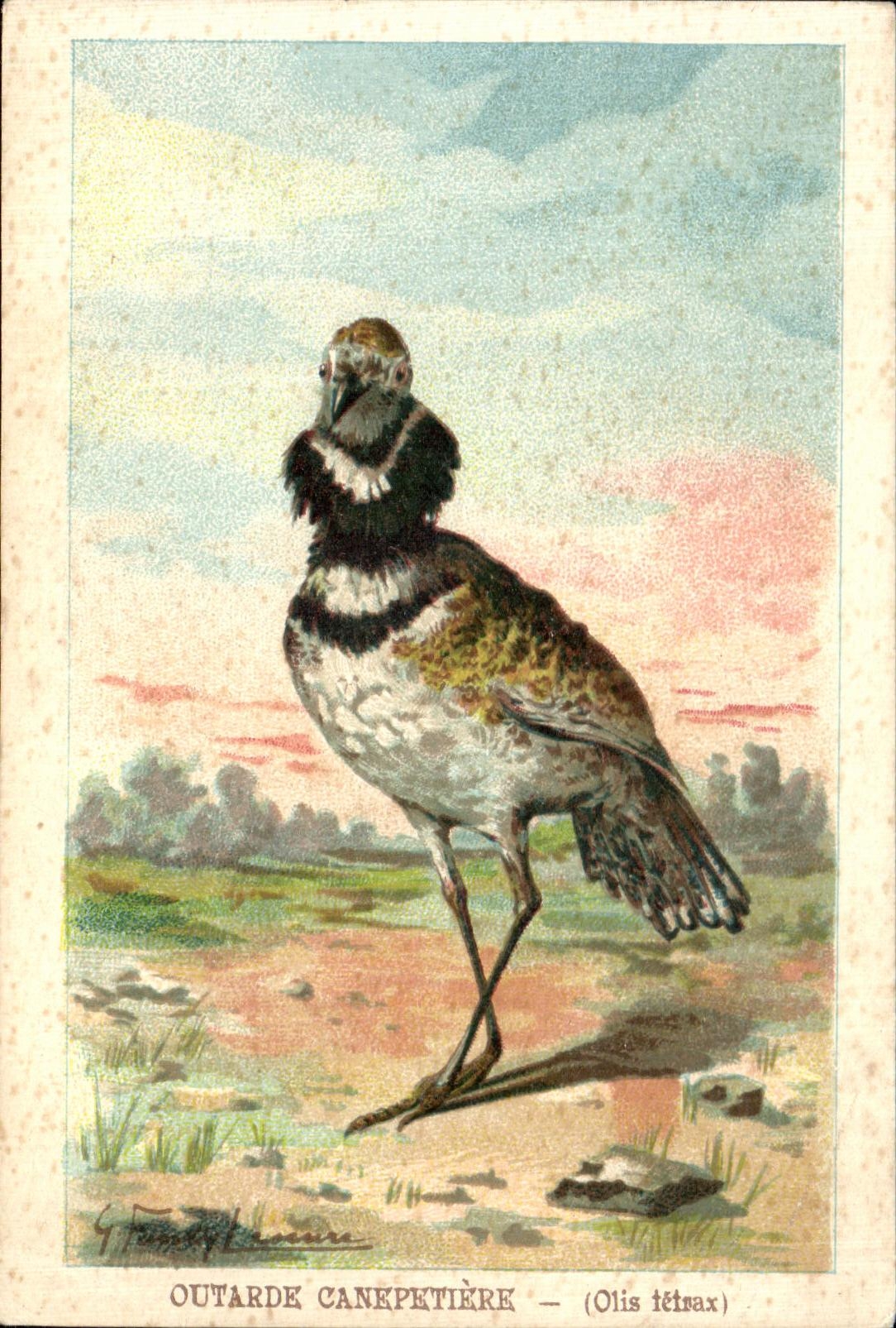 CPA Oiseaux Birds Outarde Canepetiere Olis tetuax