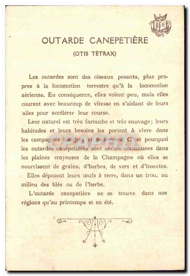 CPA Oiseaux Birds Outarde Canepetiere Olis tetuax — Back
