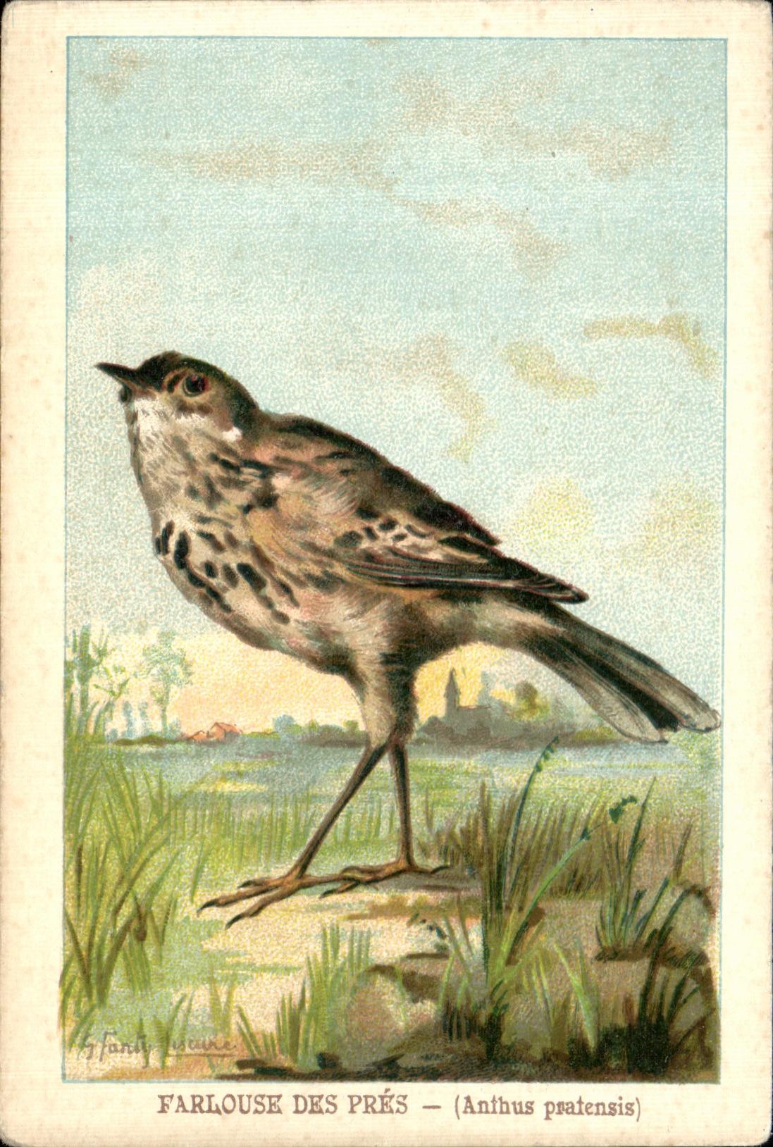 CPA Farlouse Des Pres Anthus pratensis