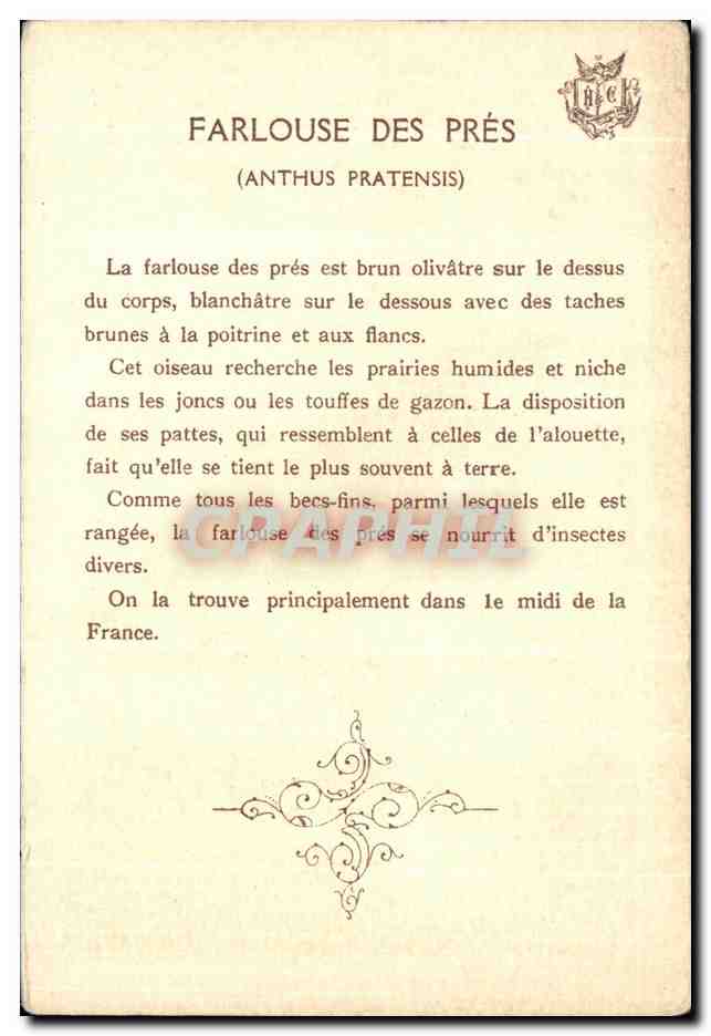CPA Farlouse Des Pres Anthus pratensis — Rückseite