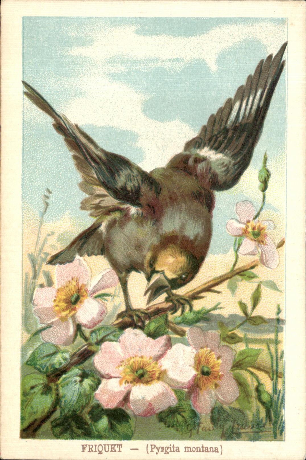 CPA Friquet Pyrgita montana